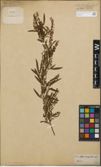 Foto von Salix humboldtiana Willd.